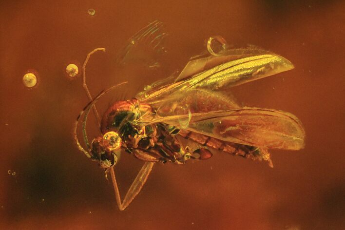 Fossil Fly (Diptera) In Baltic Amber #84588